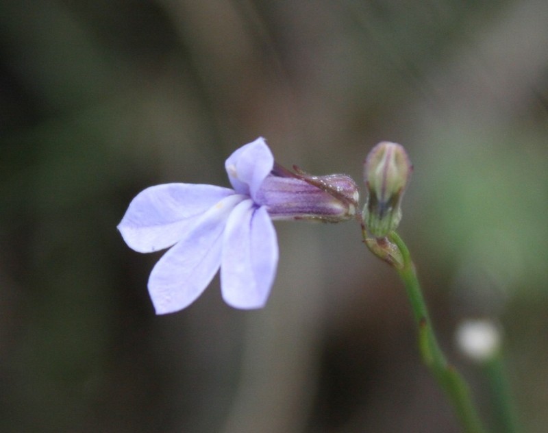 Lobelia capillifolia