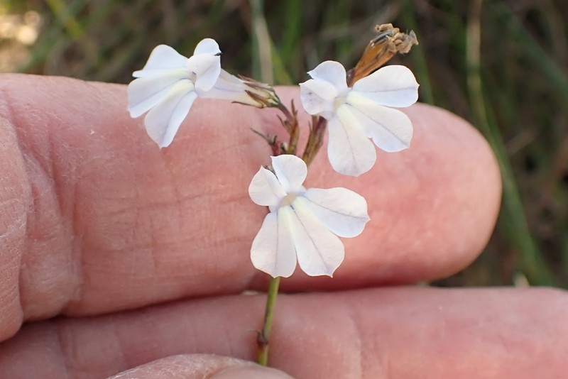 Lobelia capillifolia photo 2