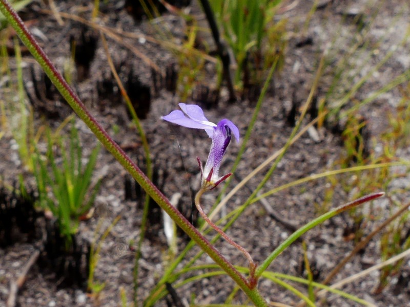Lobelia capillifolia photo 3