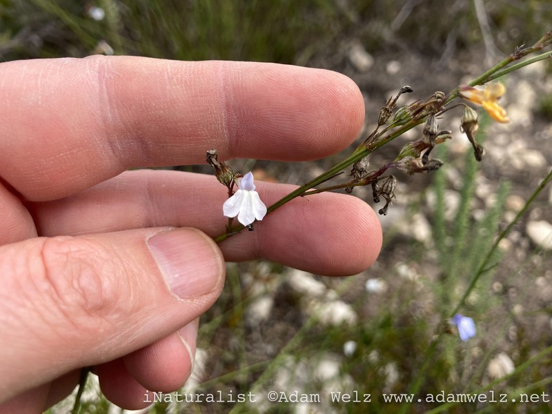 Lobelia capillifolia photo 4