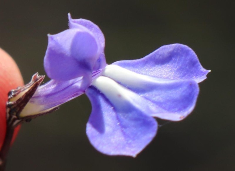 Lobelia capillifolia photo 5