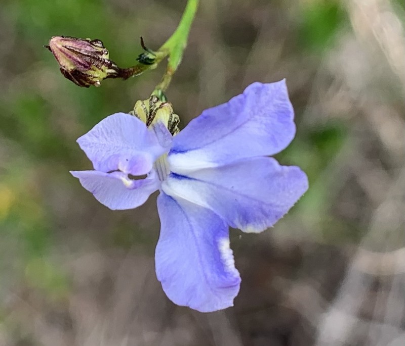 Lobelia capillifolia photo 6