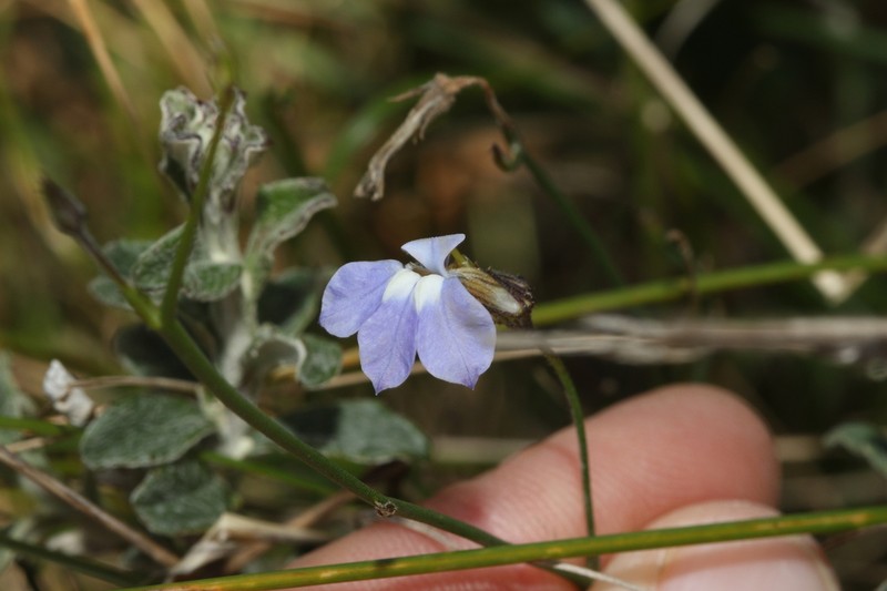 Lobelia capillifolia photo 7