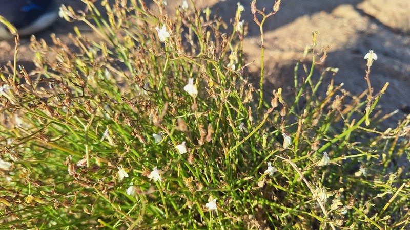 Lobelia capillifolia photo 8