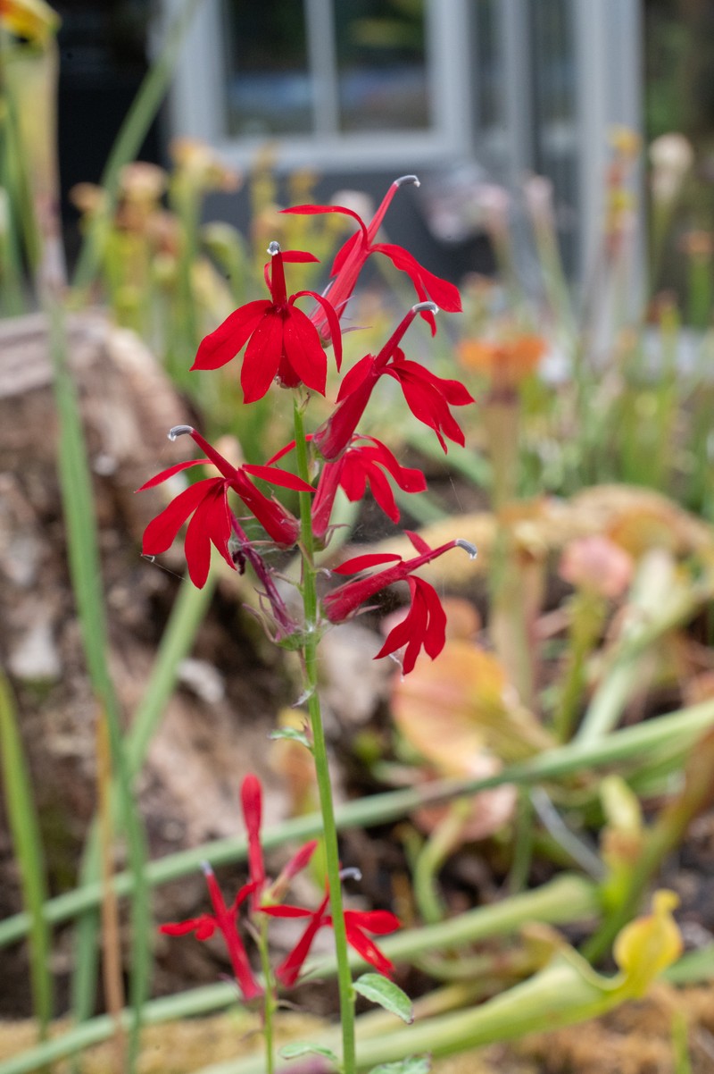 Cardinalflower photo 4