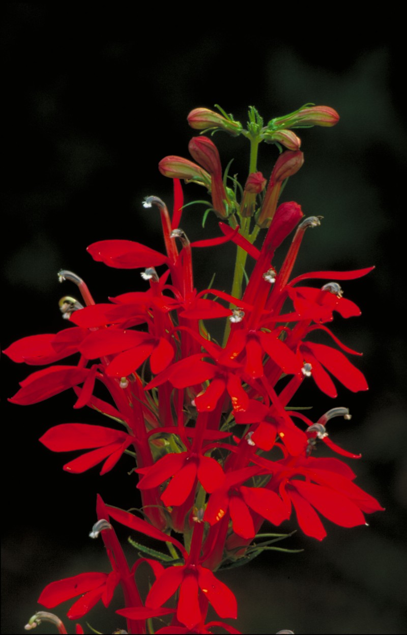 Cardinalflower