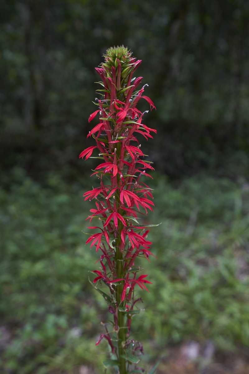 Cardinalflower photo 2