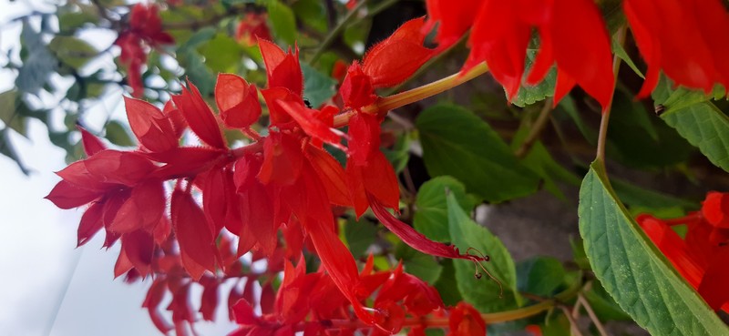 Cardinalflower photo 3