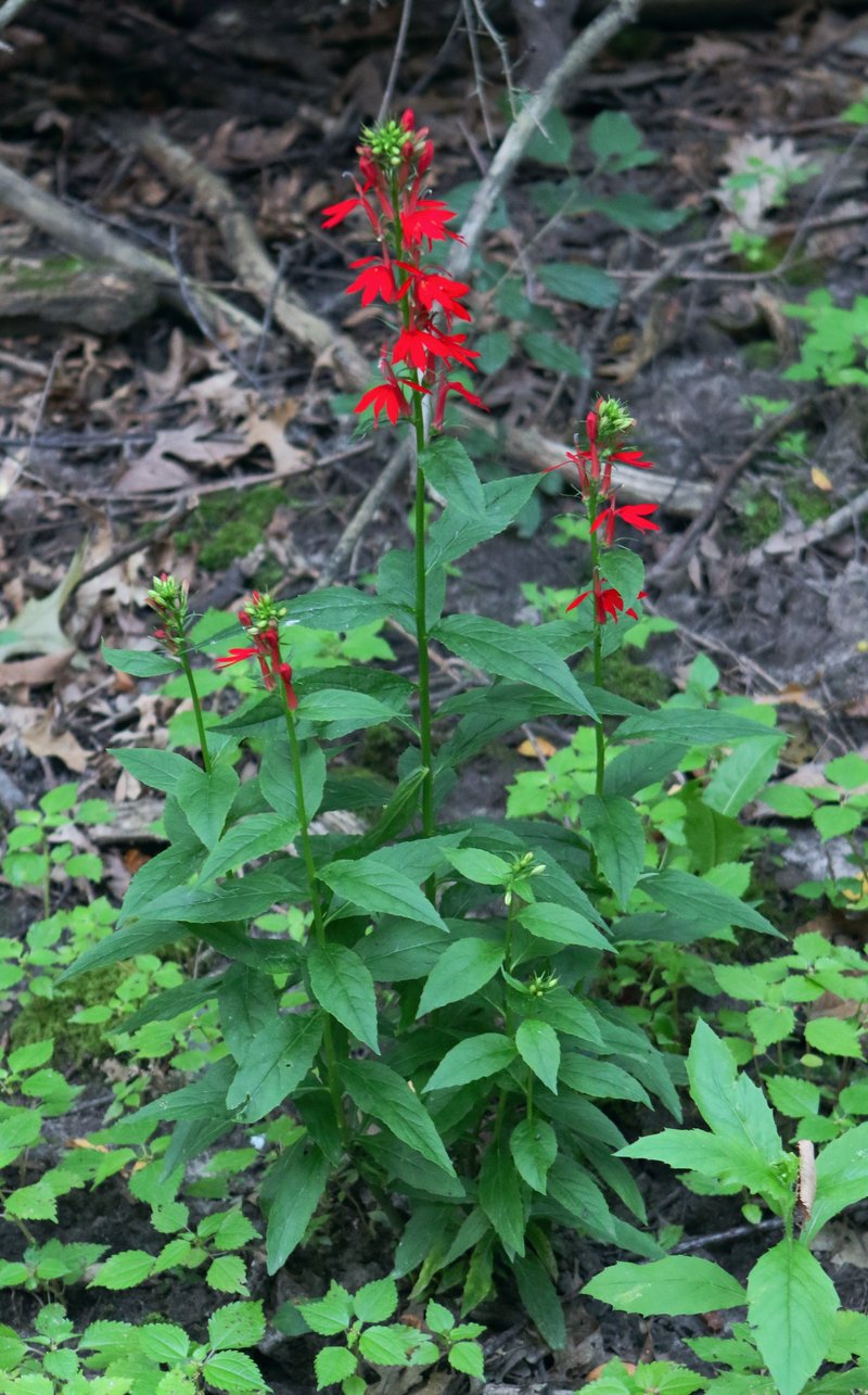 Cardinalflower photo 6