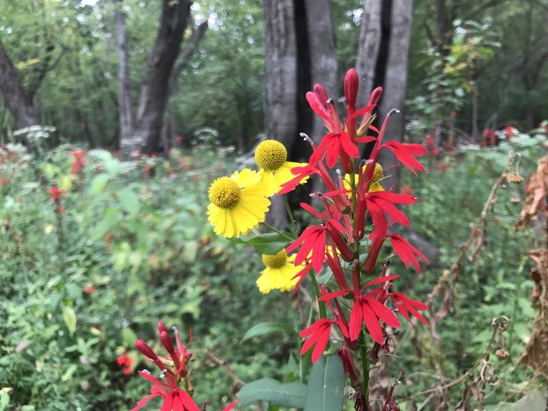 Cardinalflower photo 5