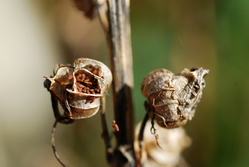 Cardinalflower photo 6