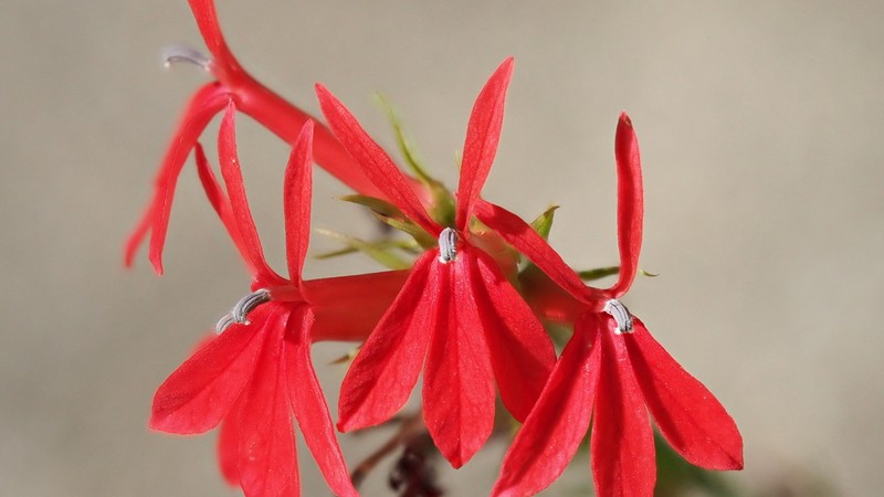 Cardinalflower photo 7