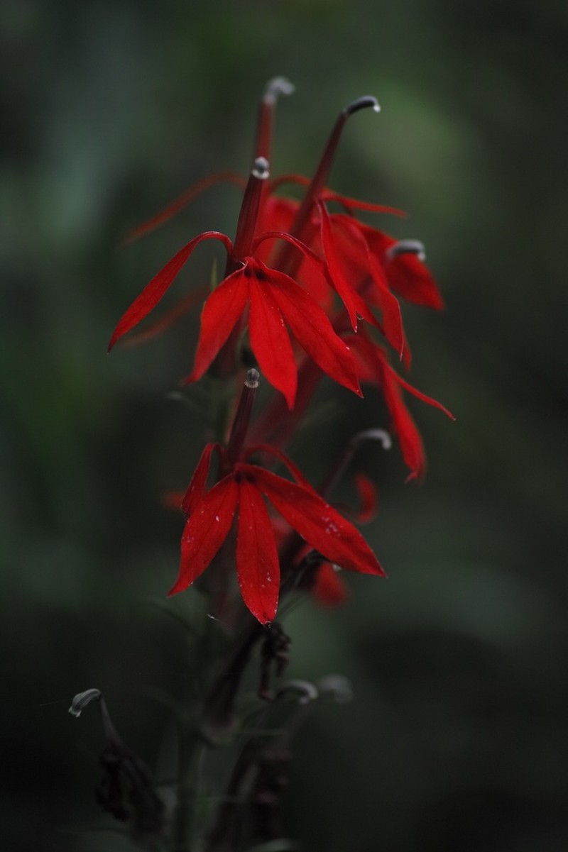 Cardinalflower photo 8