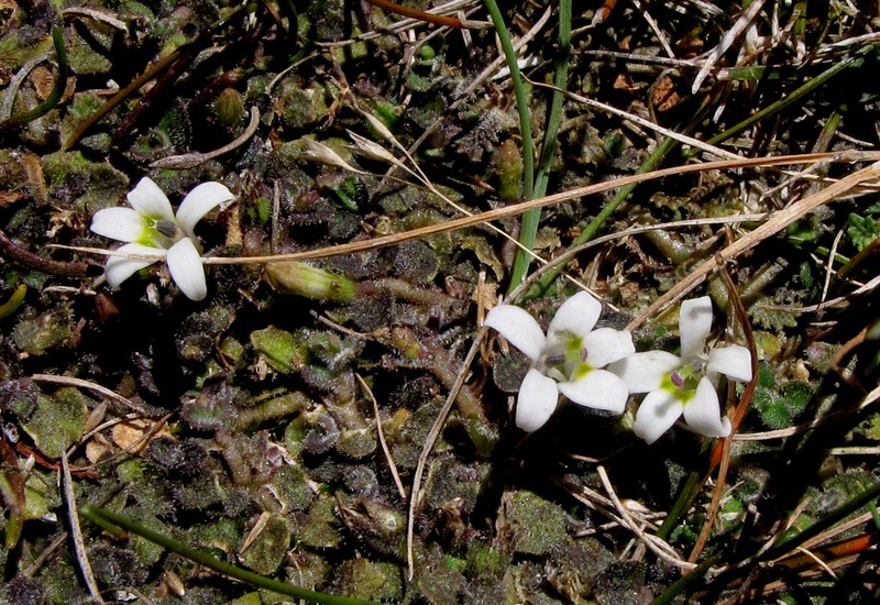 Lobelia carens