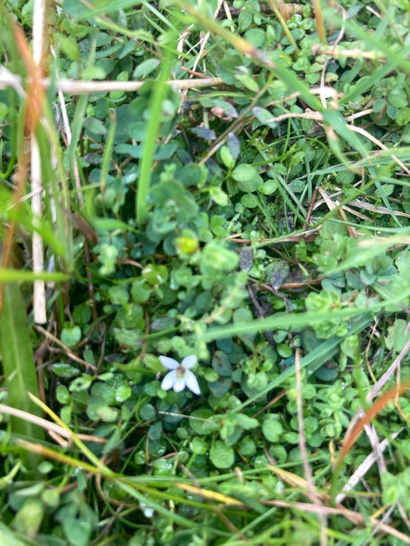 Lobelia carens photo 2