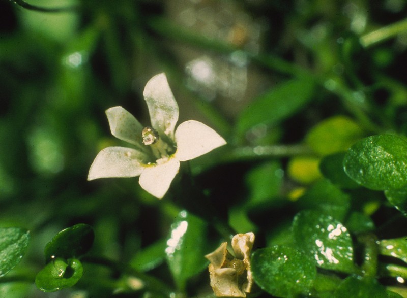 Lobelia carens photo 3