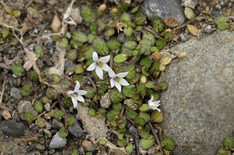 Lobelia carens photo 4