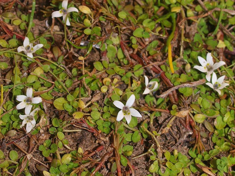 Lobelia carens photo 5