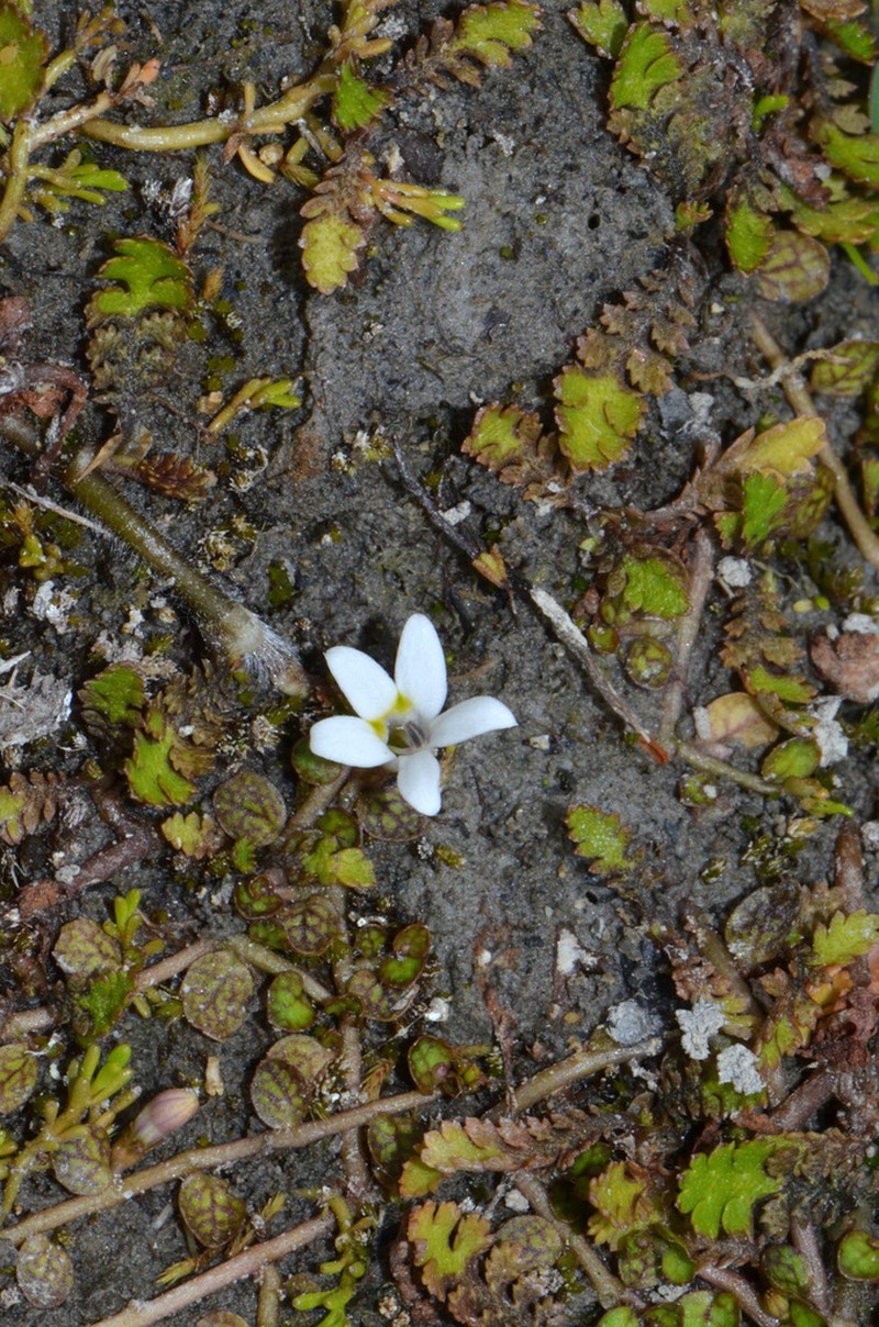 Lobelia carens photo 6