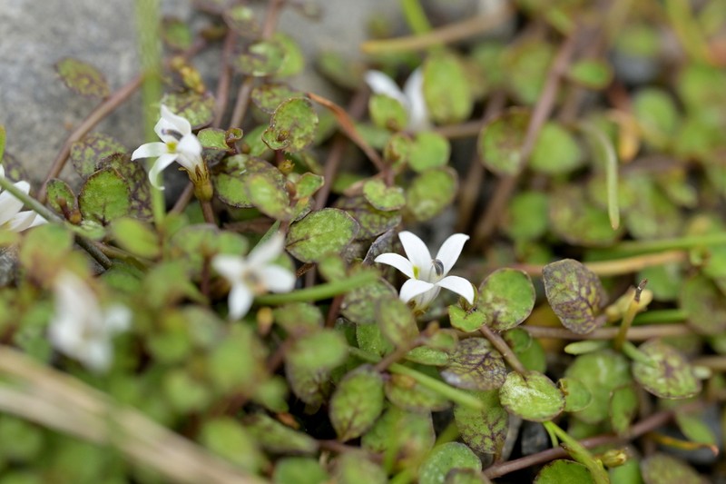 Lobelia carens photo 7