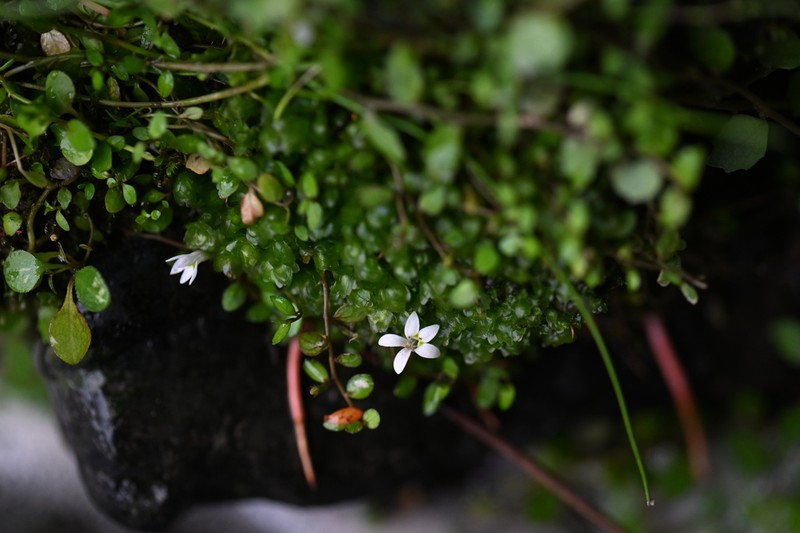 Lobelia carens photo 8