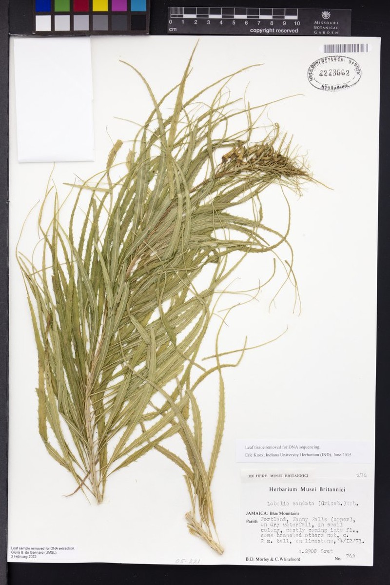 Lobelia caudata
