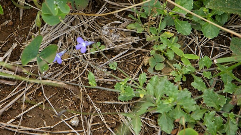Lobelia chamaedryfolia