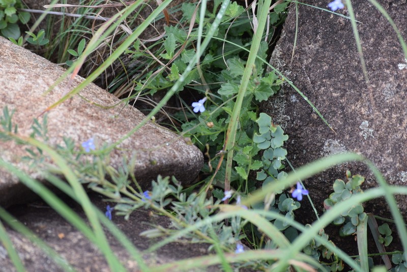 Lobelia chamaedryfolia photo 2