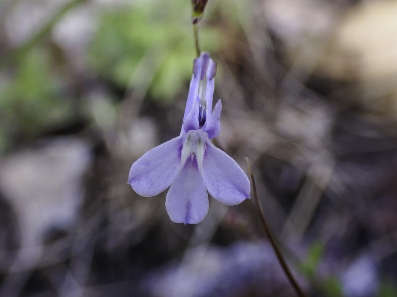 Lobelia chamaedryfolia photo 3