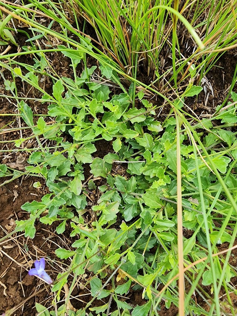 Lobelia chamaedryfolia photo 4