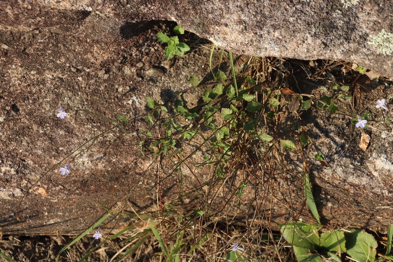 Lobelia chamaedryfolia photo 5