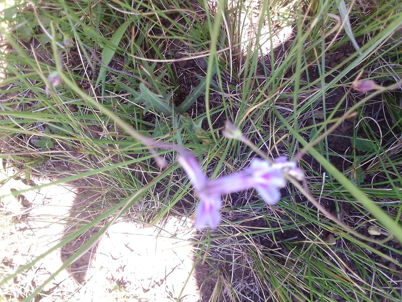 Lobelia chamaedryfolia photo 6