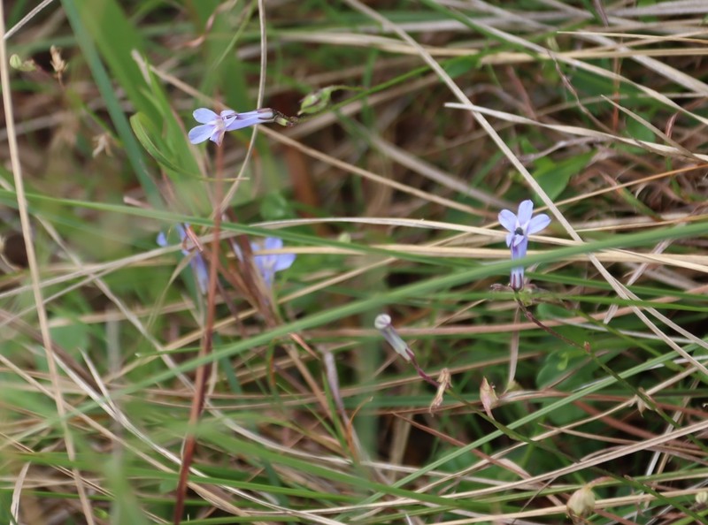 Lobelia chamaedryfolia photo 7