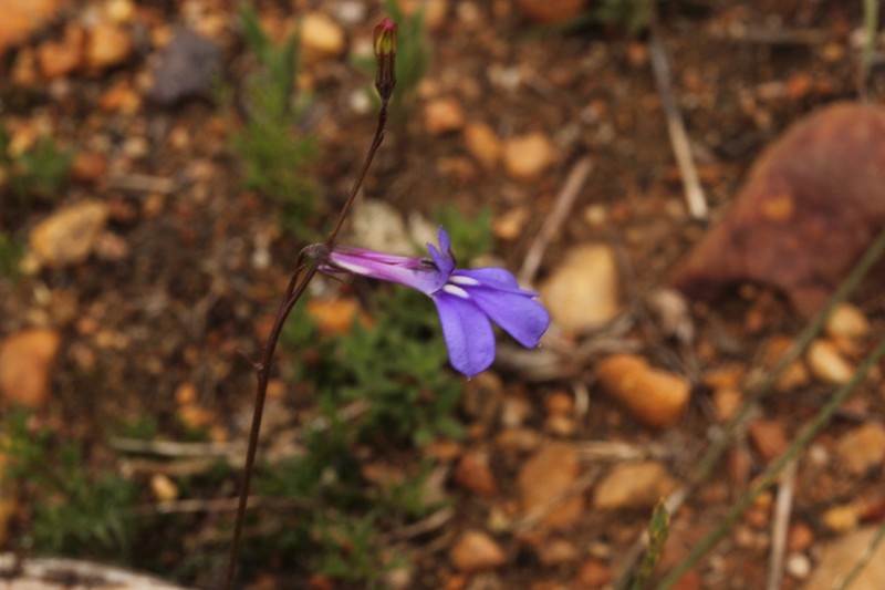 Lobelia chamaepitys