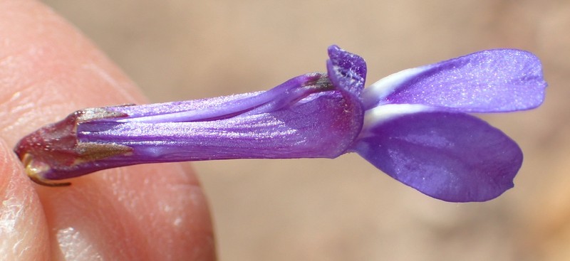 Lobelia chamaepitys photo 2