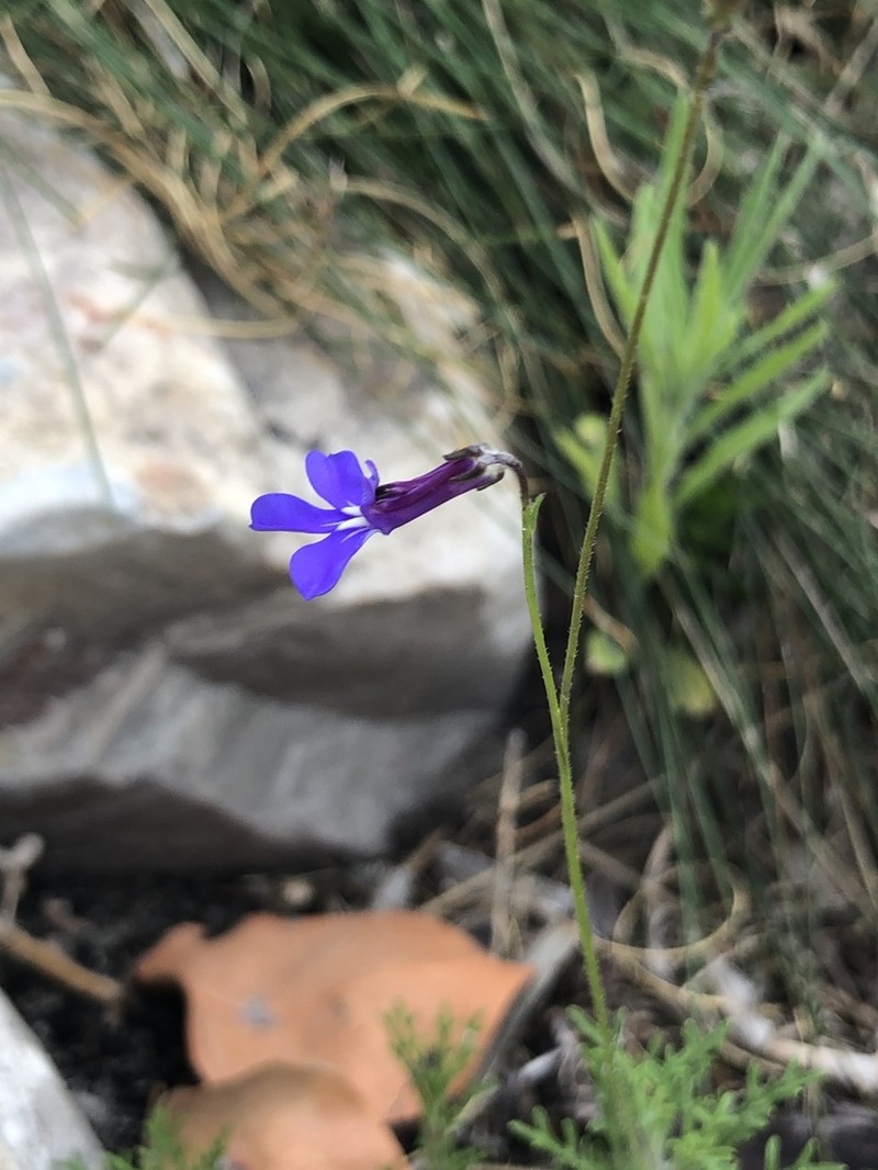 Lobelia chamaepitys photo 3