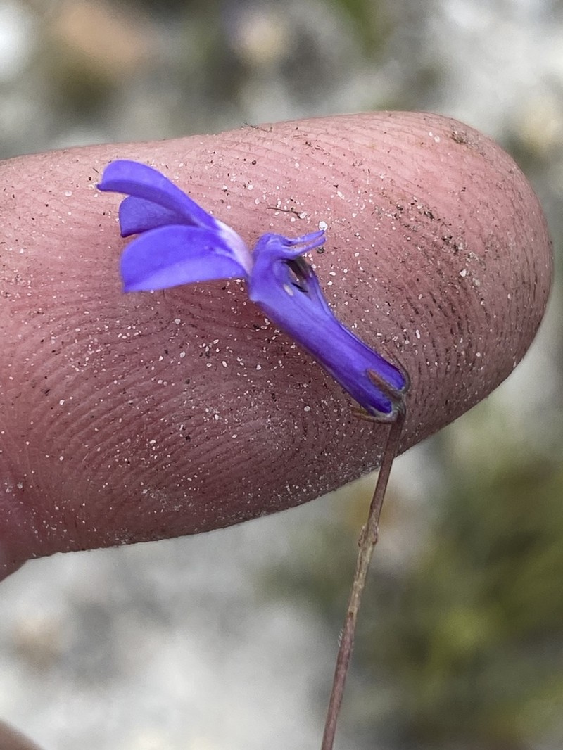Lobelia chamaepitys photo 4