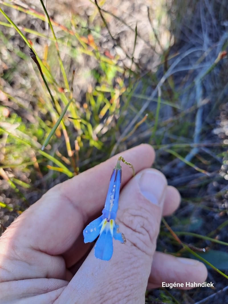 Lobelia chamaepitys photo 5