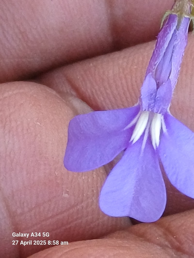 Lobelia chamaepitys photo 6