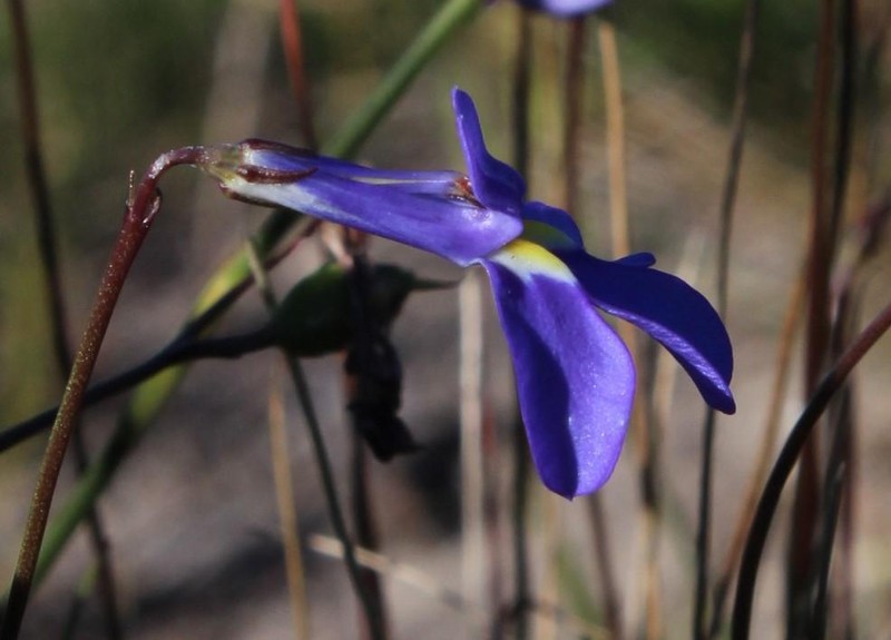 Lobelia chamaepitys photo 7
