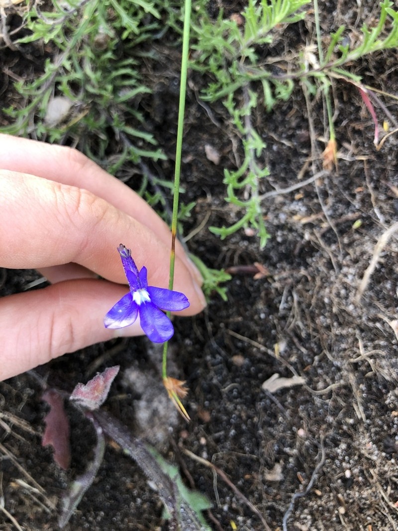 Lobelia chamaepitys photo 8