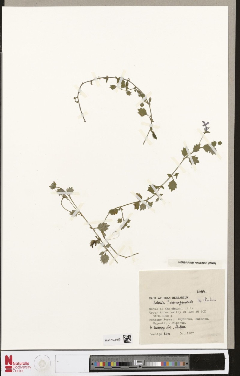 Lobelia cheranganiensis