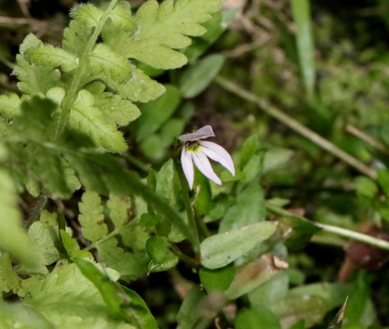 Chinese Lobelia photo 2