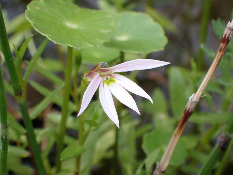 Chinese Lobelia photo 3