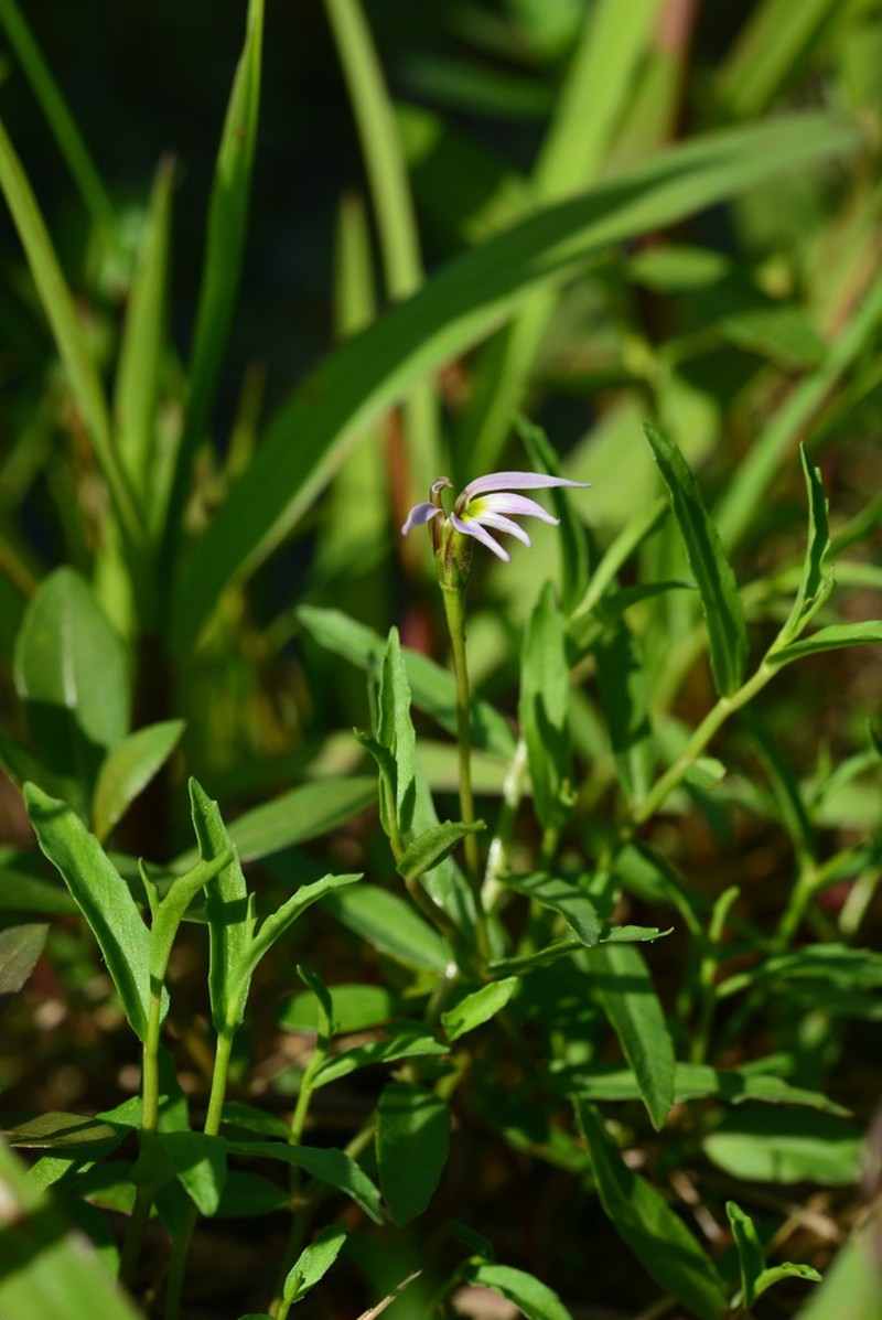 Chinese Lobelia photo 4