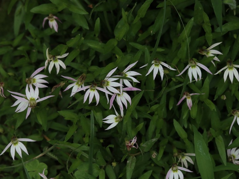 Chinese Lobelia photo 5