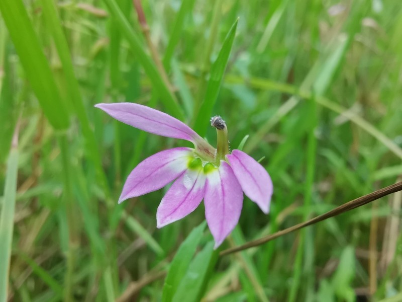 Chinese Lobelia photo 6