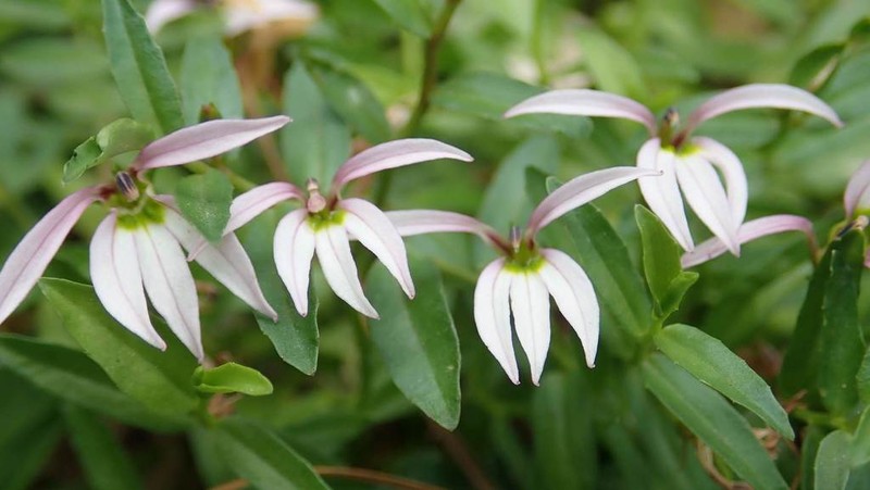Chinese Lobelia photo 7