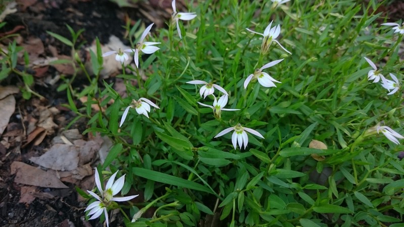 Chinese Lobelia photo 2