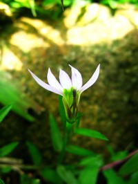 Chinese Lobelia
